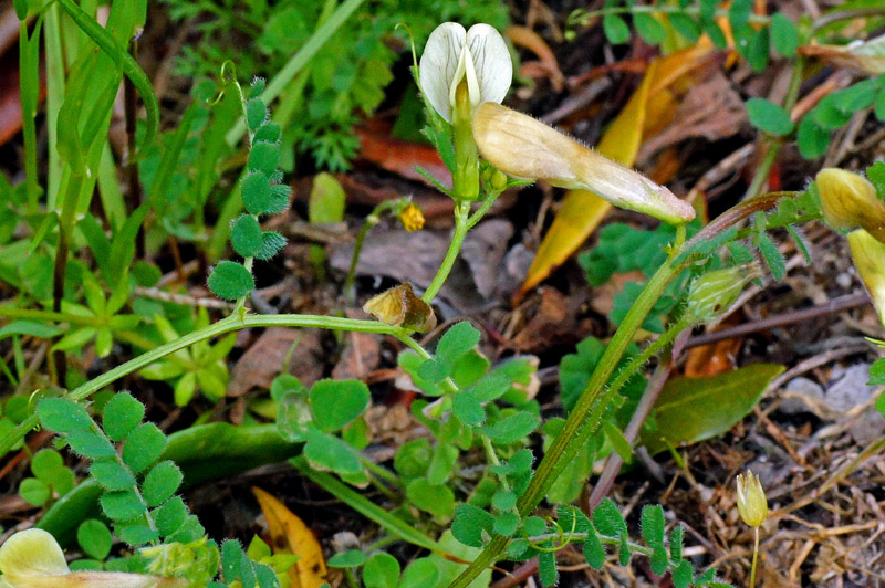 Vicia hybrida